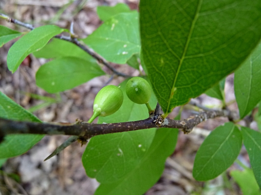{Sideroxylon lycioides}